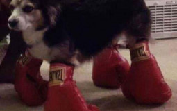 watermjau Fight Club