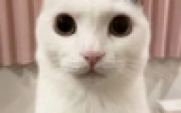 BCWO channels tier list