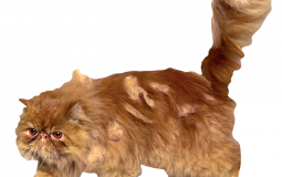 SLT Vice Dean Candidate Tier Lists