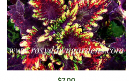 coleus