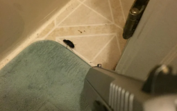 Hotwheels Car Culture Tier List