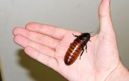 Roaches tier list