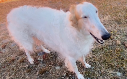 Metal live bands 2022