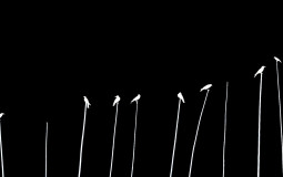 Real Negative Number Cult