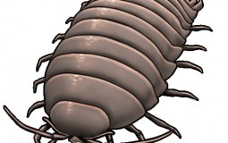 isopod tier list