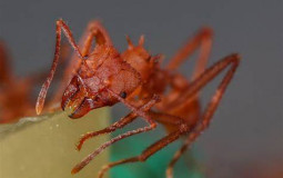 -TierList Fourmis endémiques-