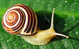 snails