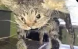 Dysphoria HIM gc tierlist