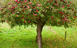 fruit trees