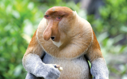 friends/me tier list