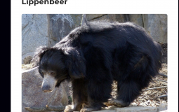 Beste/ slechtste peki tier list