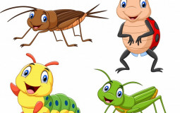 Insector más completos