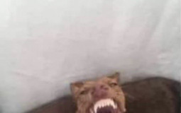 Paradise's Penultimate Portfolio