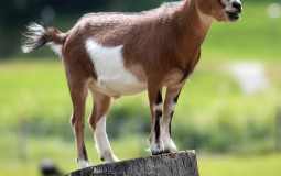 Goats