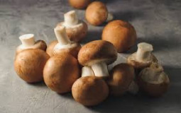 Mushroom