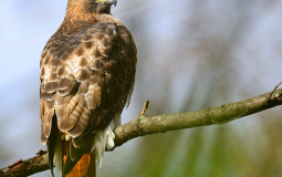 North American Raptors
