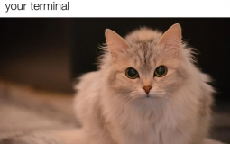 Catalina Community Tier List