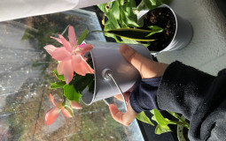 Senior Synthesis Tierlist