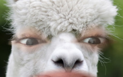 Sociology of Culture Topics