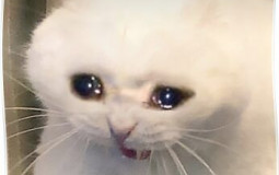 Pusheeeen /santé mentale