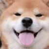 IRFgoodboi Avatar