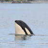 OrcinusOrca865 Avatar