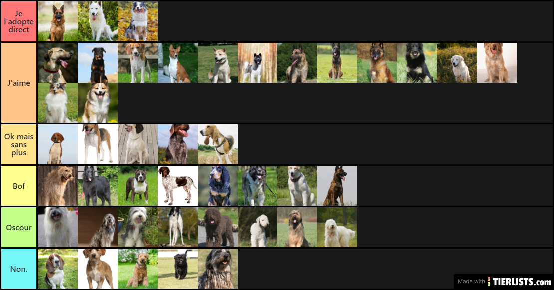Race de chiens